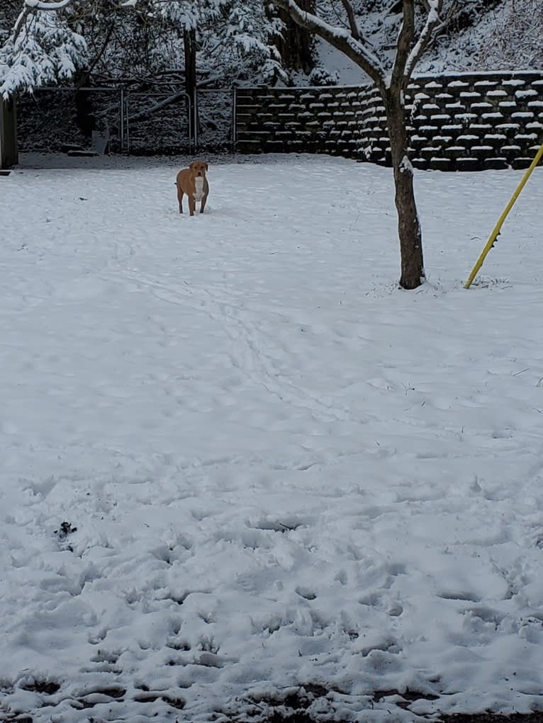 Rollo, an American Pit Bull Terrier and Labrador Retriever mix tested with EmbarkVet.com