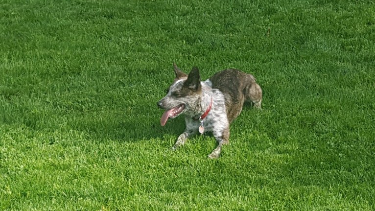 Banshee Boo, an Australian Cattle Dog and American Pit Bull Terrier mix tested with EmbarkVet.com