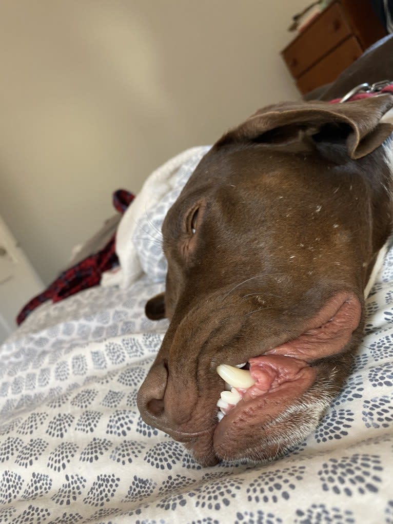 Franklin Hans Neidermeyer, a Pointer and German Shorthaired Pointer mix tested with EmbarkVet.com