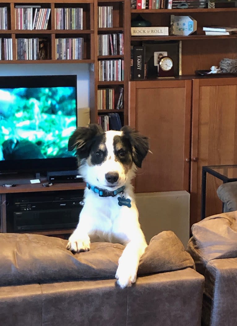 Max, a Collie and Labrador Retriever mix tested with EmbarkVet.com