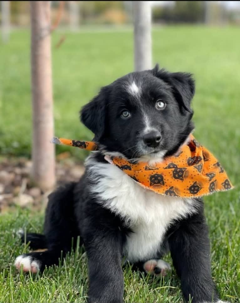 Levi, an Australian Shepherd and German Shepherd Dog mix tested with EmbarkVet.com