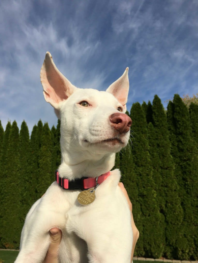 Shakira, an American Village Dog tested with EmbarkVet.com