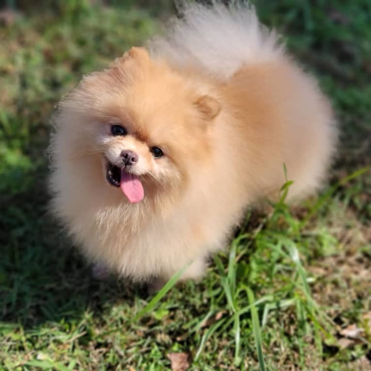 Scout, a Pomeranian tested with EmbarkVet.com