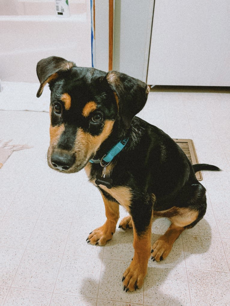 Kai, an Australian Cattle Dog and American Pit Bull Terrier mix tested with EmbarkVet.com
