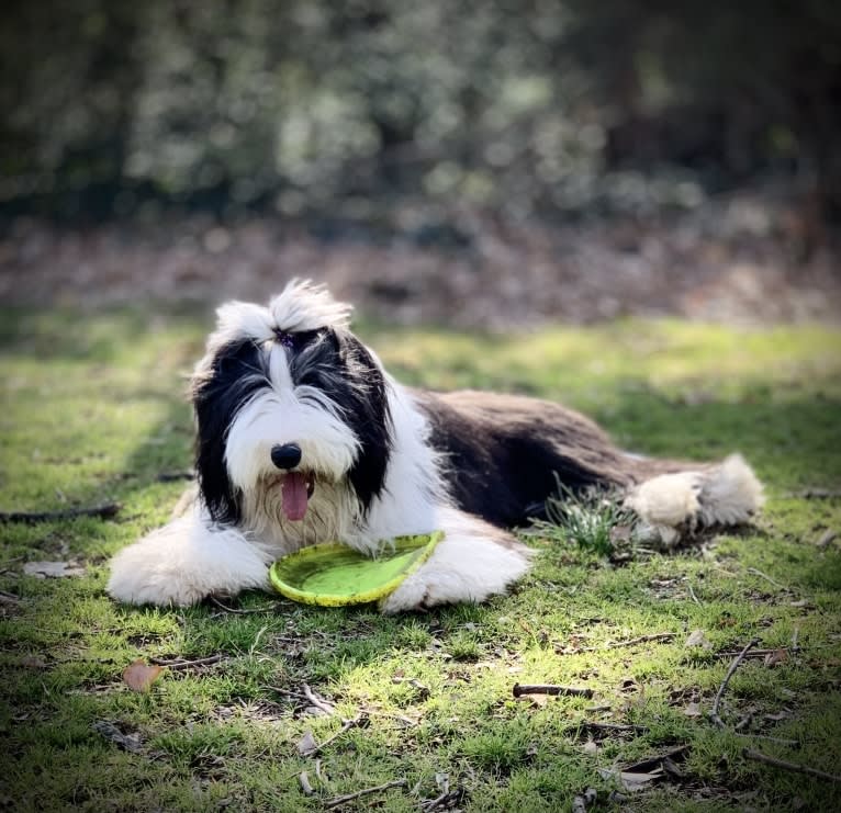 Betty, a Bearded Collie tested with EmbarkVet.com