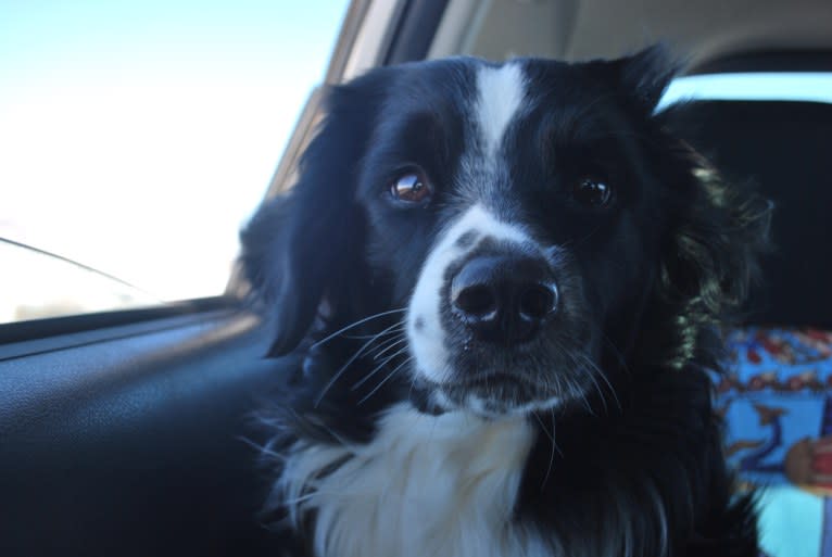 Pepé le Pew, a Miniature/MAS-type Australian Shepherd and English Springer Spaniel mix tested with EmbarkVet.com