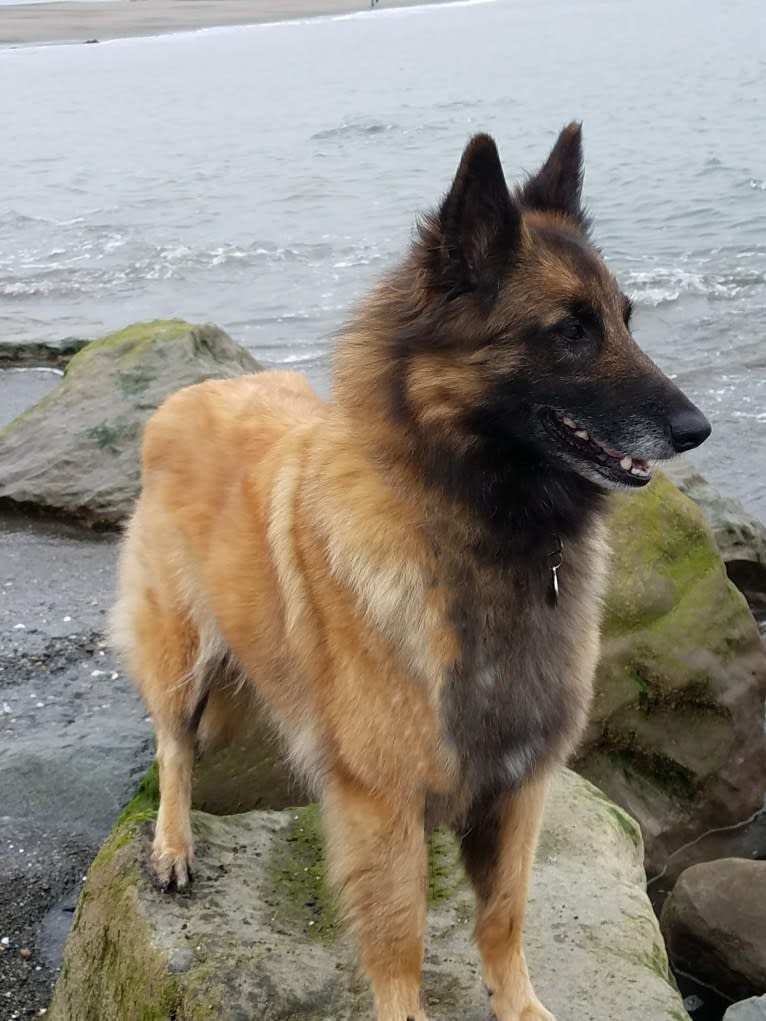 Tuarie, a Belgian Shepherd tested with EmbarkVet.com