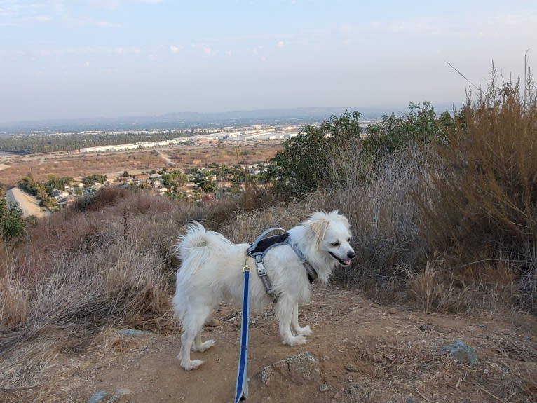 Serafin, a Chihuahua and Maltese mix tested with EmbarkVet.com