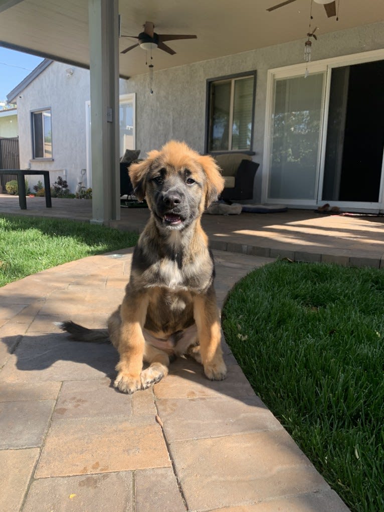 Tobey, a Chow Chow and American Pit Bull Terrier mix tested with EmbarkVet.com