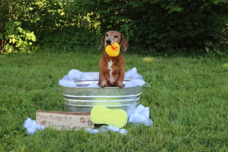 URO3 NI NE Jacob Levi RI SWA SHDNE CGCA TKP RATN RL1X RL2 RLV2X CW-ARA CW-DDA CW-Ob2A, a Dachshund tested with EmbarkVet.com
