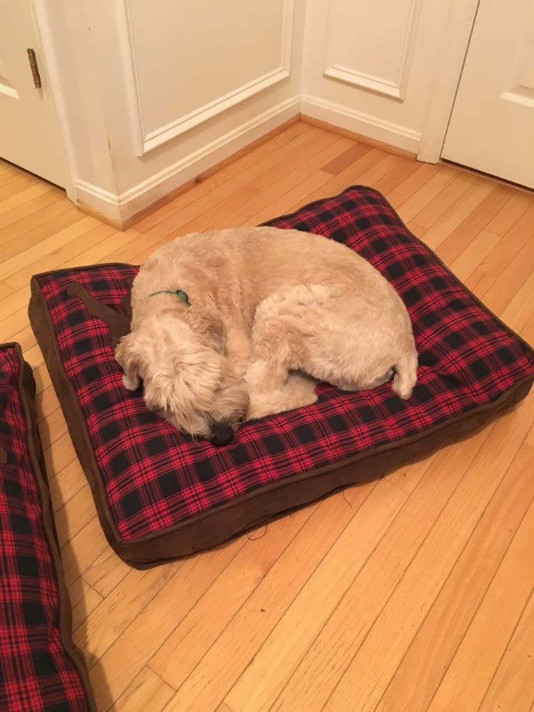 Desmond, a Soft Coated Wheaten Terrier tested with EmbarkVet.com