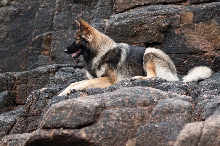 Fëalócëllen Eltänin, a German Shepherd Dog tested with EmbarkVet.com