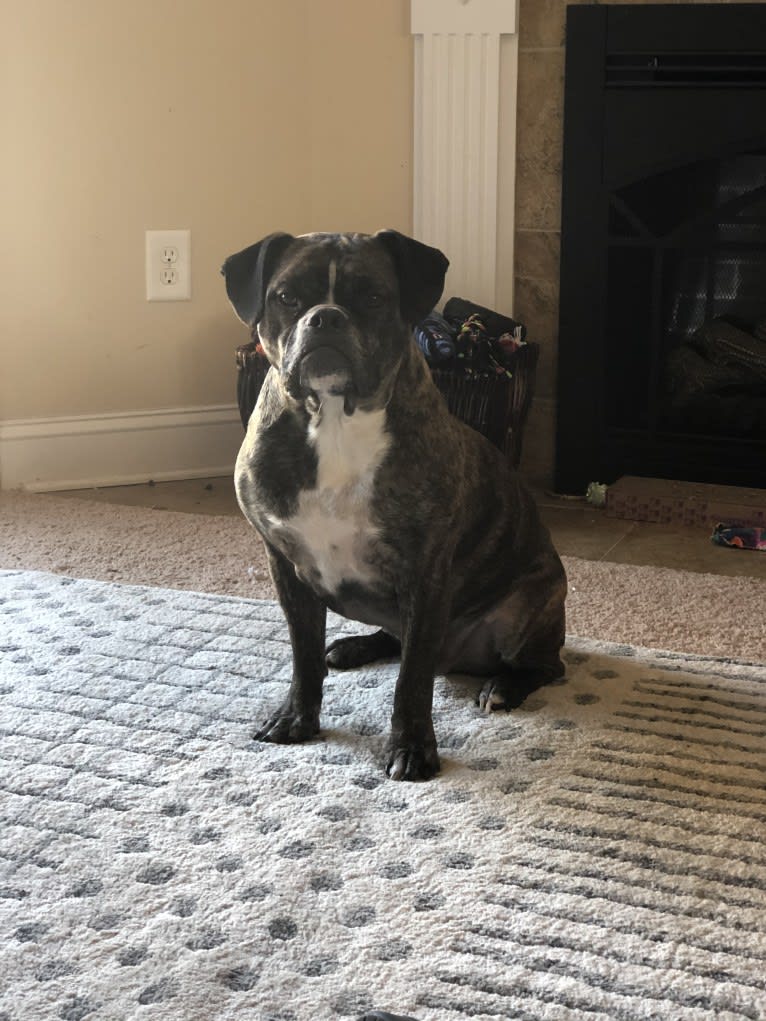 Monty, a Bulldog and American Bulldog mix tested with EmbarkVet.com