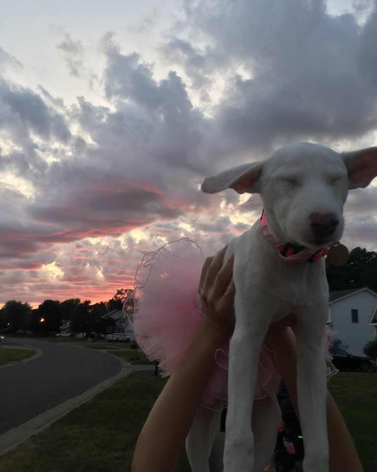 Shakira, an American Village Dog tested with EmbarkVet.com