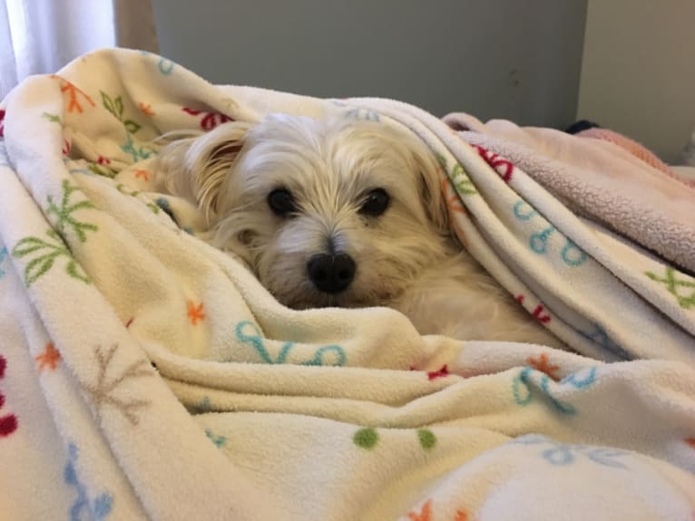 Porter, a Maltese and Cairn Terrier mix tested with EmbarkVet.com