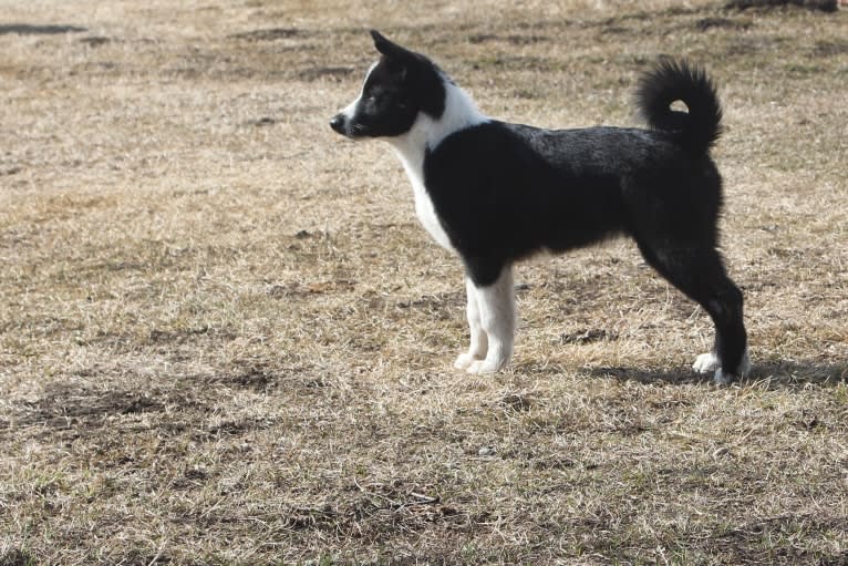 Nalle, a Karelian Bear Dog tested with EmbarkVet.com