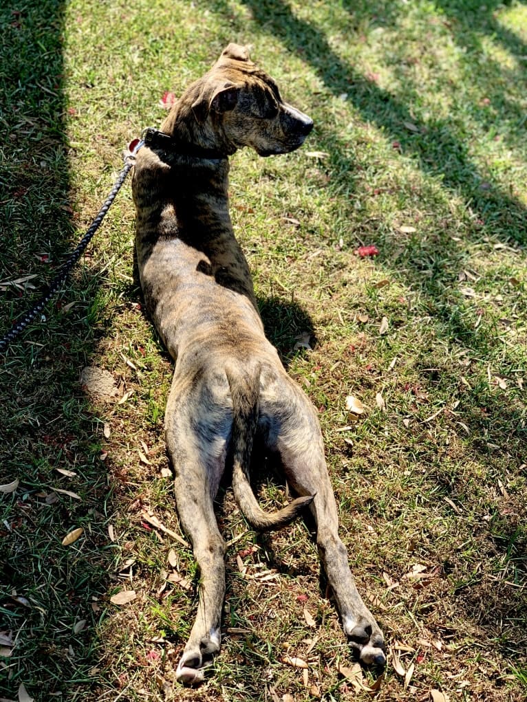 MAX, an American Pit Bull Terrier and American Bulldog mix tested with EmbarkVet.com