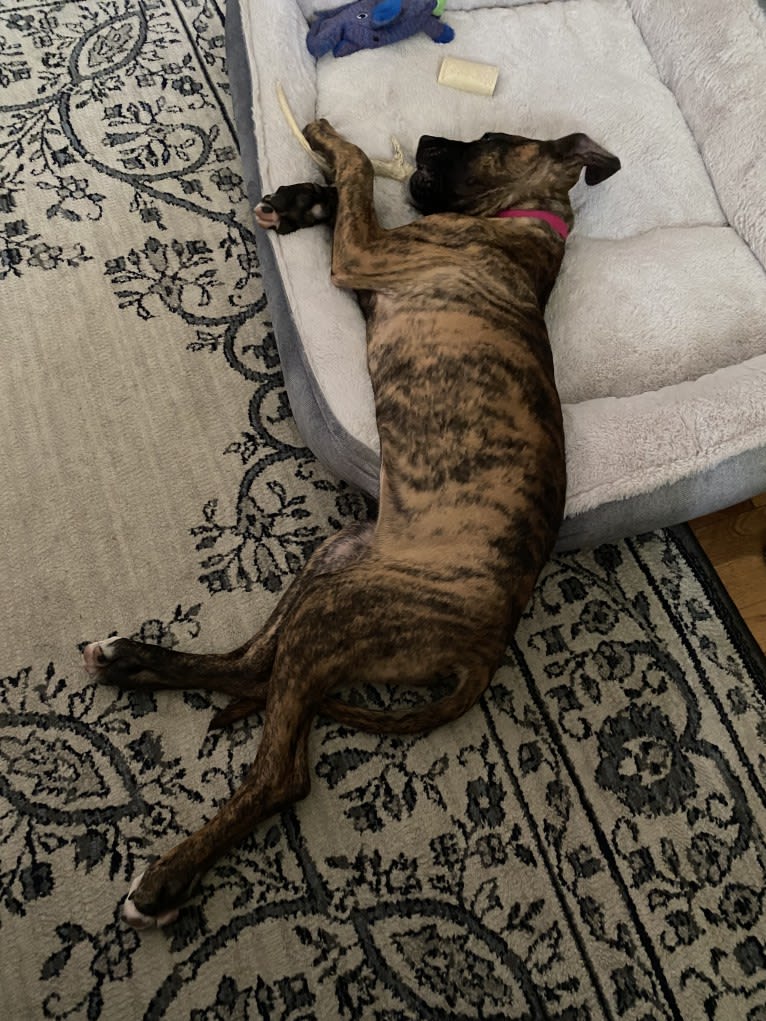 Lillie, a Perro de Presa Canario tested with EmbarkVet.com