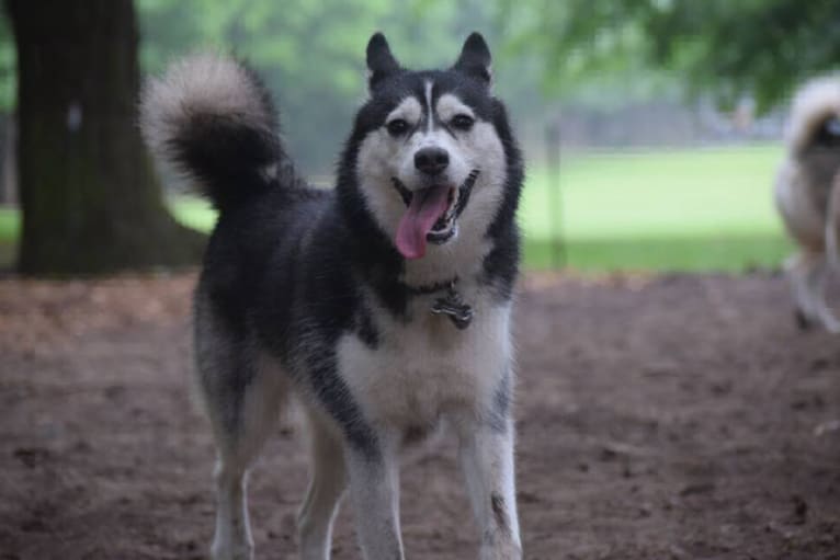 Naga, a Siberian Husky tested with EmbarkVet.com