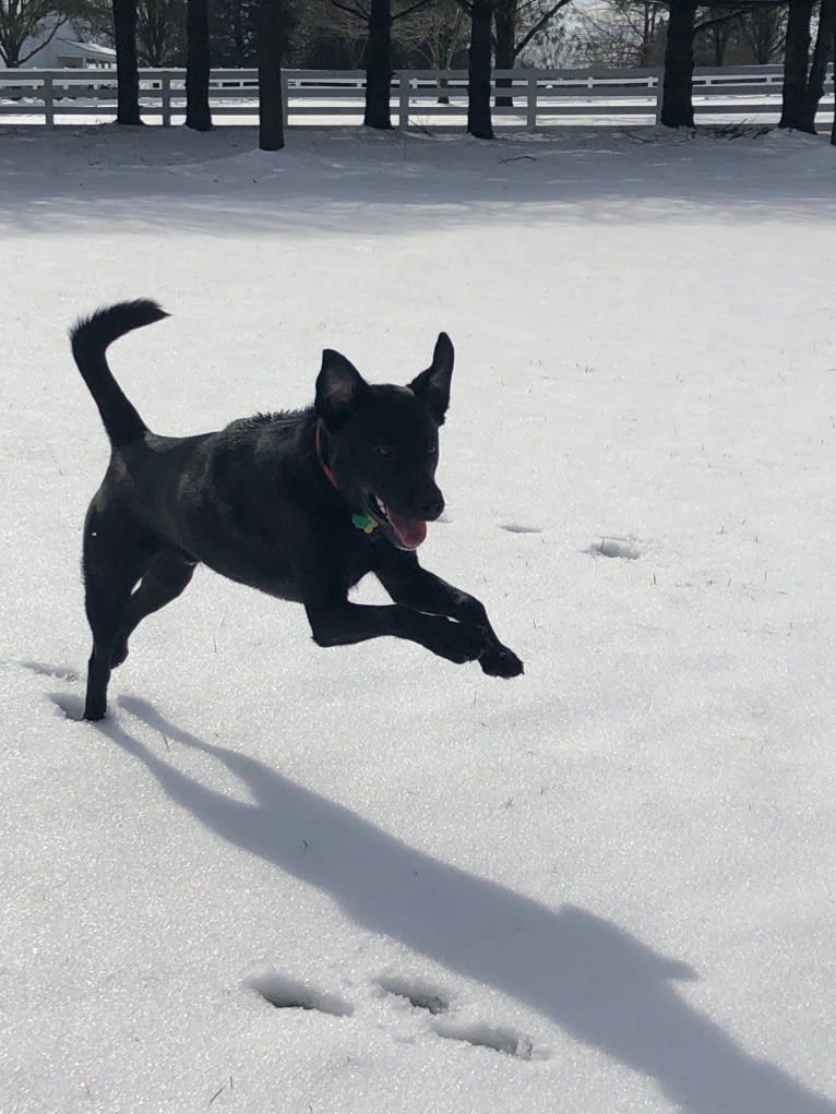 Lucas, a Chow Chow and Labrador Retriever mix tested with EmbarkVet.com