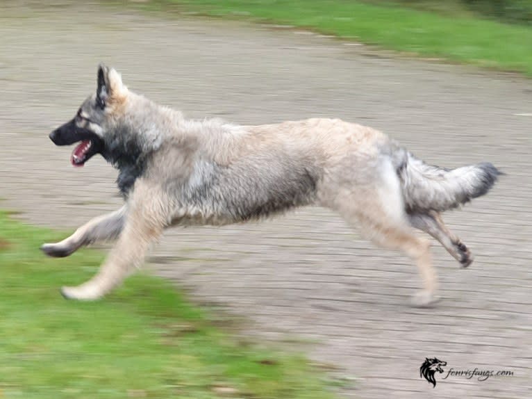 GEMMA, a German Shepherd Dog tested with EmbarkVet.com