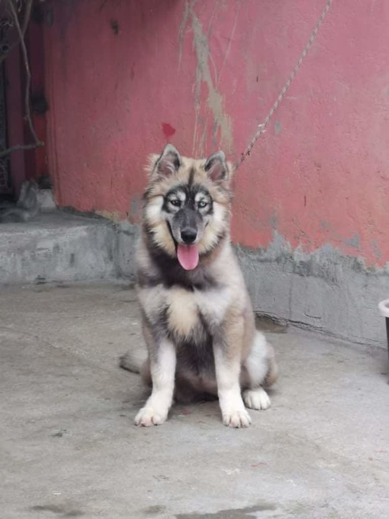 Luna negra, a Siberian Husky tested with EmbarkVet.com