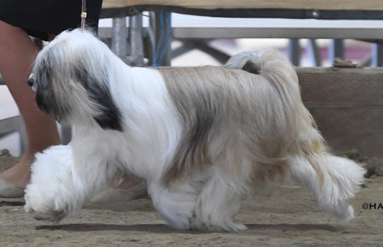 Kai, a Tibetan Terrier tested with EmbarkVet.com