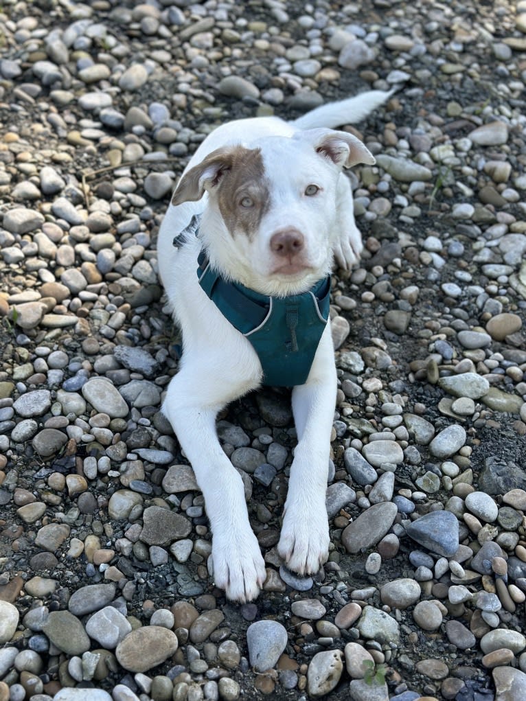 Mance, an American Pit Bull Terrier and German Shepherd Dog mix tested with EmbarkVet.com