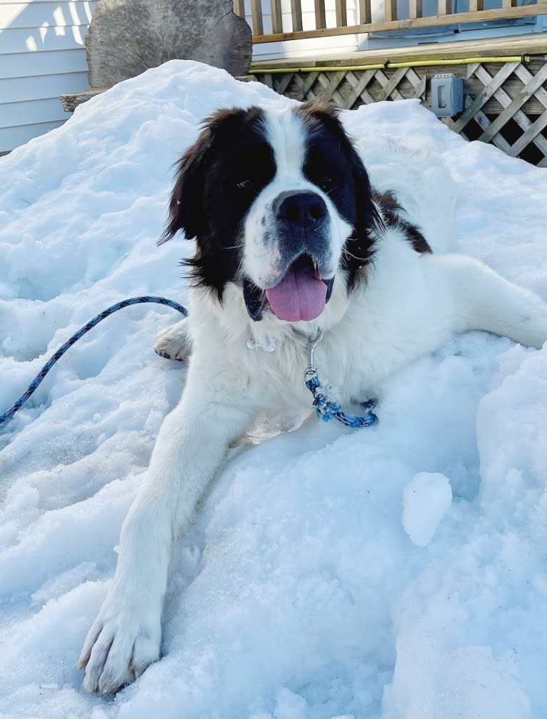 Waffles, a Saint Bernard tested with EmbarkVet.com