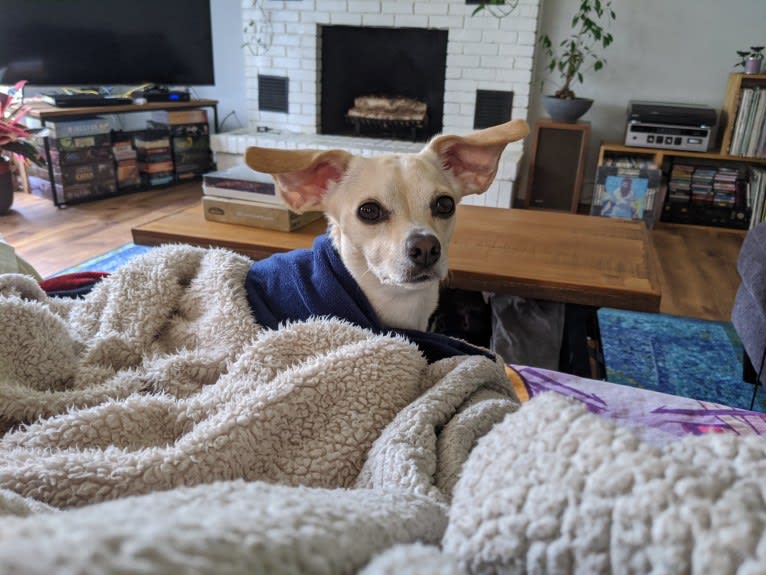 Leia, a Cocker Spaniel and Chihuahua mix tested with EmbarkVet.com