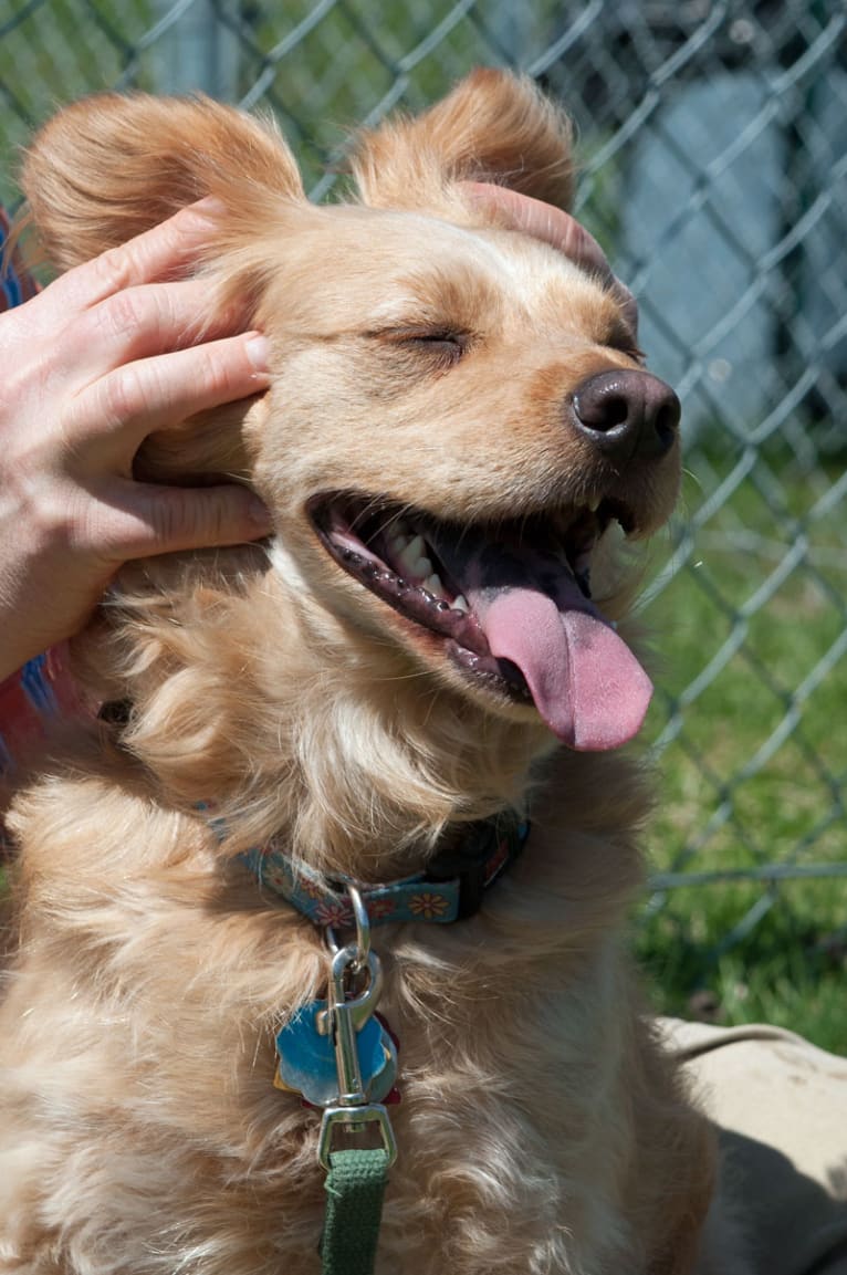 Muppy, a Cocker Spaniel and Rat Terrier mix tested with EmbarkVet.com