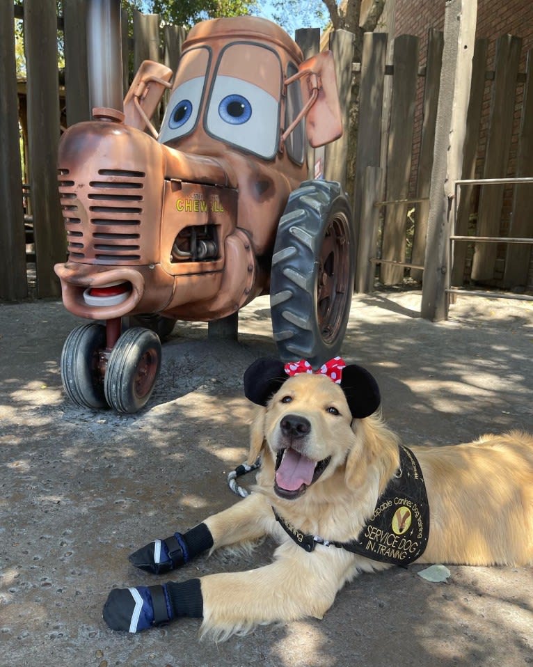 Selene, a Golden Retriever tested with EmbarkVet.com