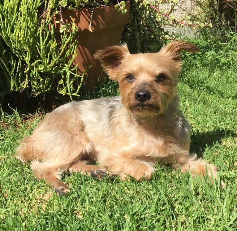 Shadow, a Yorkshire Terrier tested with EmbarkVet.com