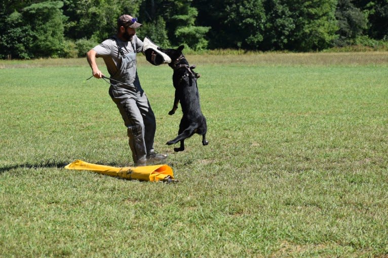 Pashka, a German Shepherd Dog tested with EmbarkVet.com