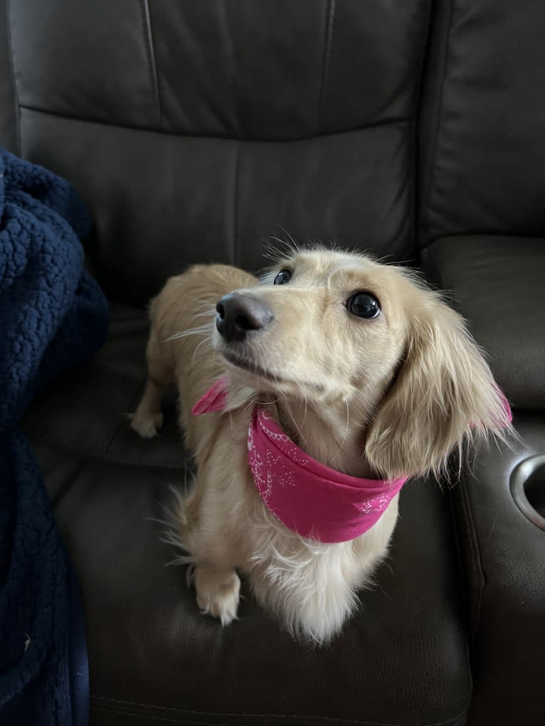 Daisy, a Dachshund tested with EmbarkVet.com