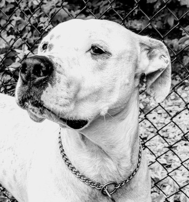 Diego, an American Pit Bull Terrier and American Staffordshire Terrier mix tested with EmbarkVet.com