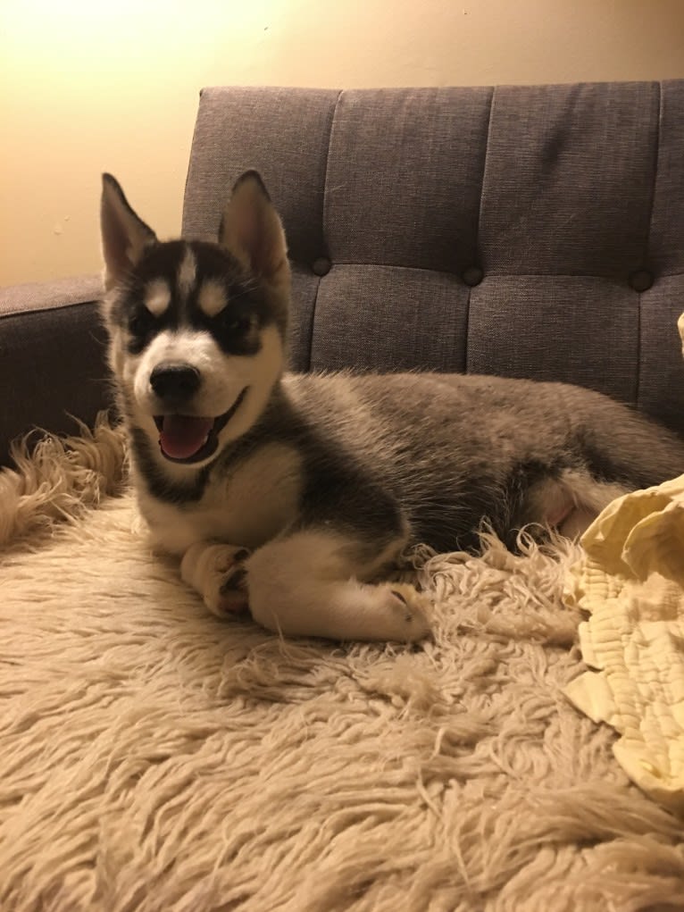 Marko, a Siberian Husky tested with EmbarkVet.com