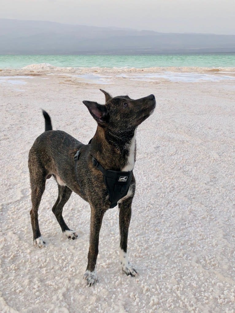 Milo Oliver, a Central and East African Village Dog tested with EmbarkVet.com