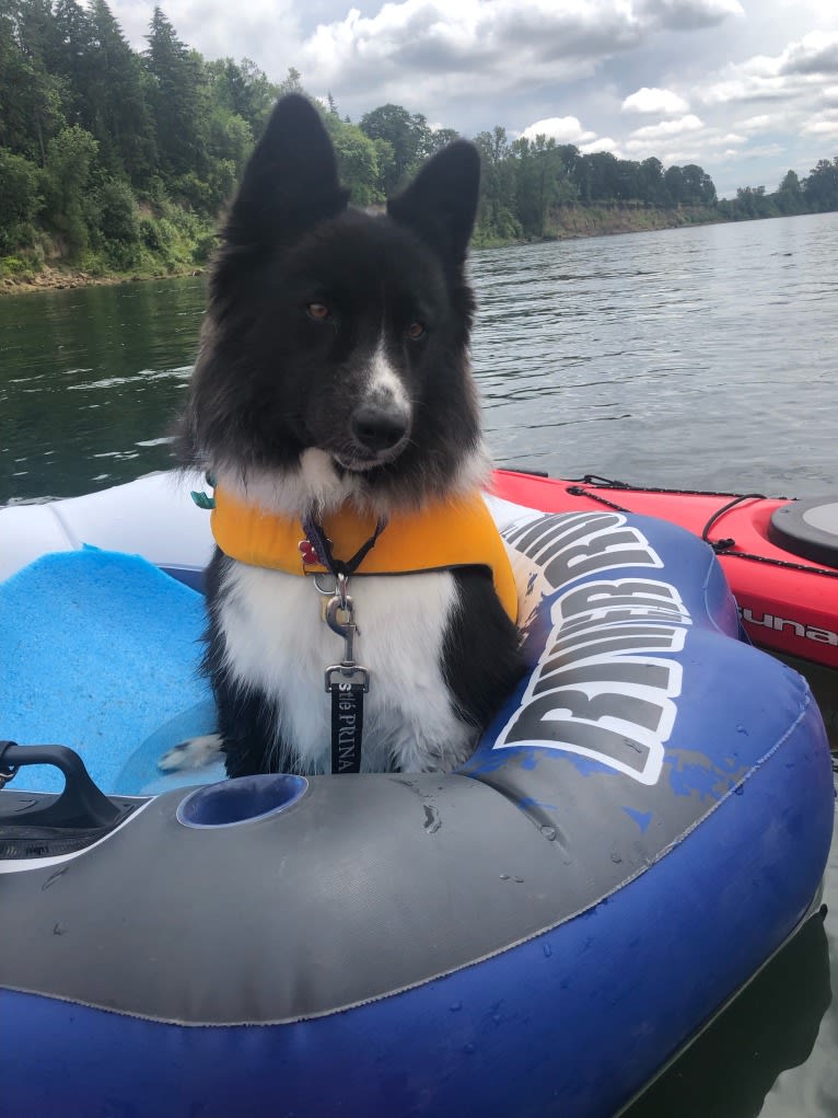 Mia, a Karelian Bear Dog tested with EmbarkVet.com