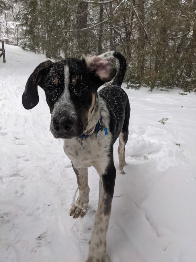 Crick, a Border Collie and Bluetick Coonhound mix tested with EmbarkVet.com