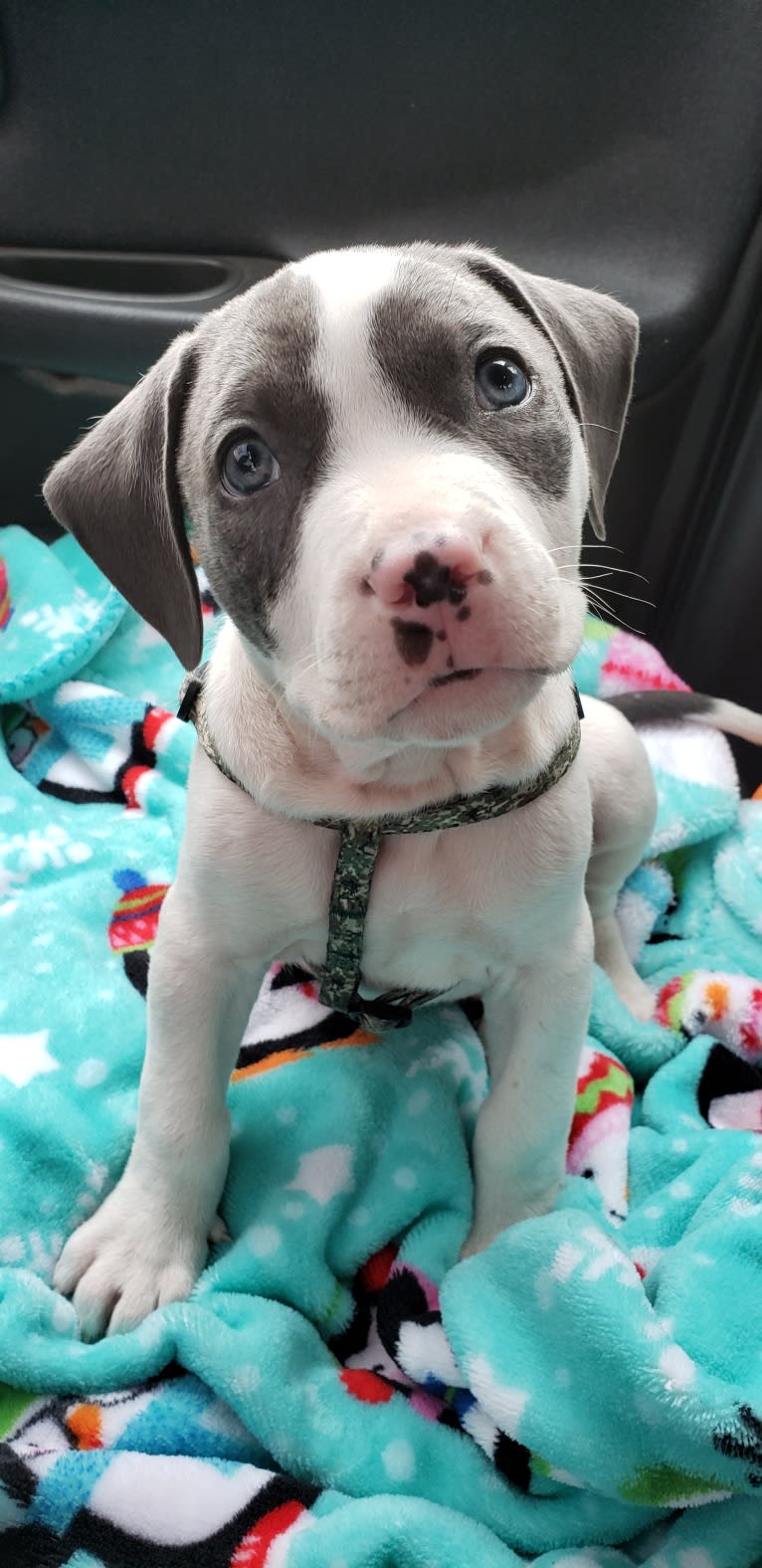 Cypress, an American Bully and American Pit Bull Terrier mix tested with EmbarkVet.com