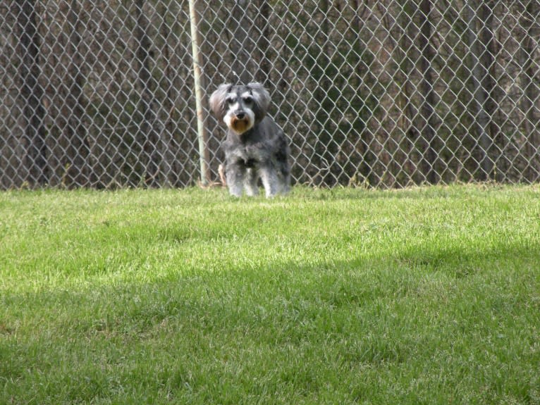 Fritz, a Miniature Schnauzer tested with EmbarkVet.com