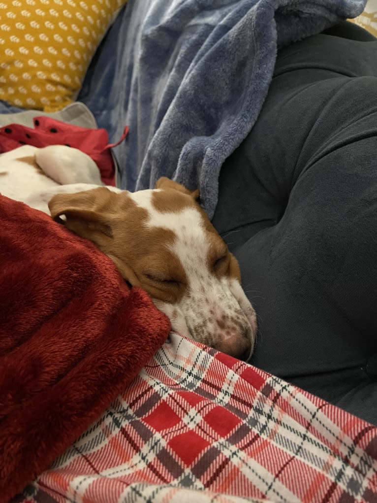 Texie, a Pointer and Llewellin Setter mix tested with EmbarkVet.com