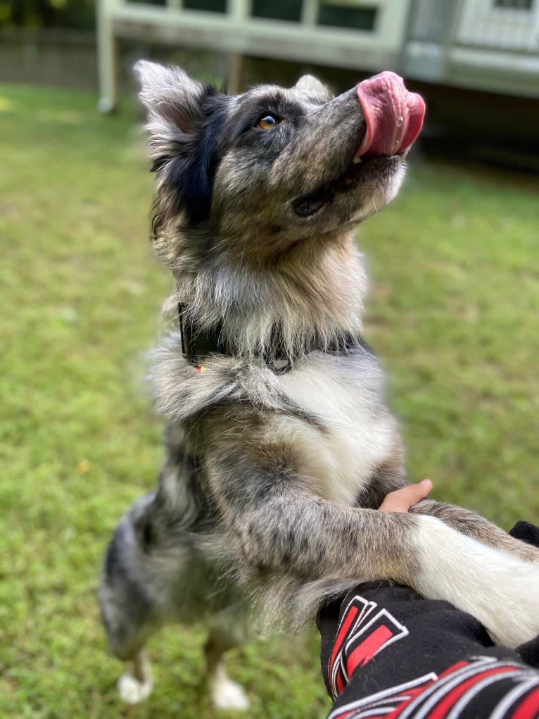 Dakota, an Australian Shepherd tested with EmbarkVet.com