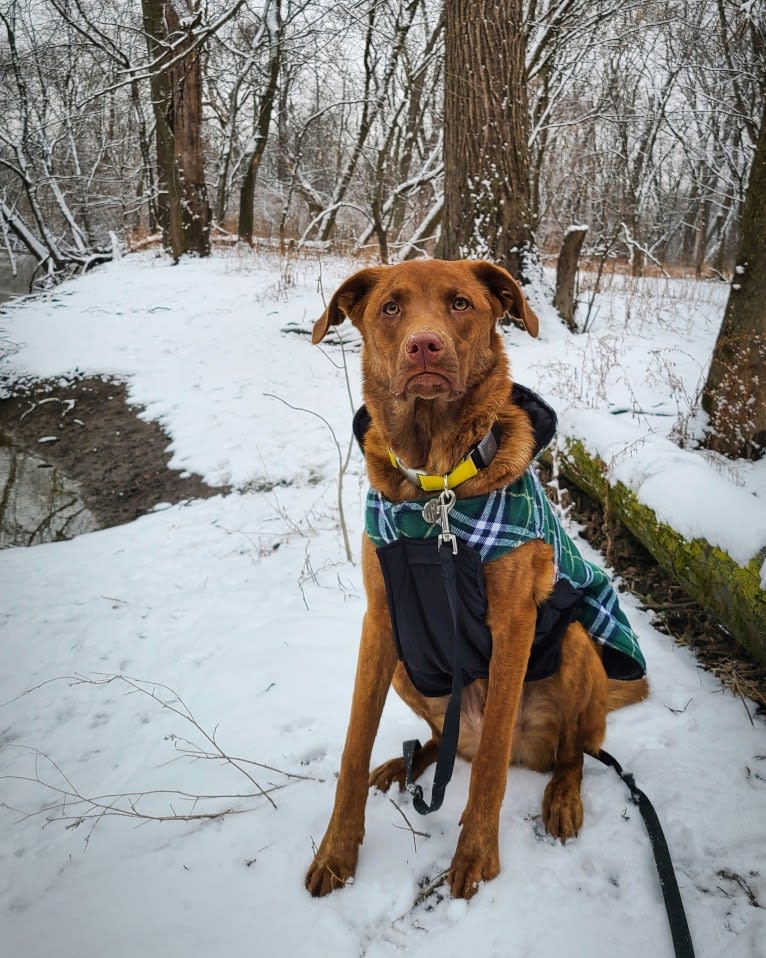 Frankie, an Australian Cattle Dog and Labrador Retriever mix tested with EmbarkVet.com