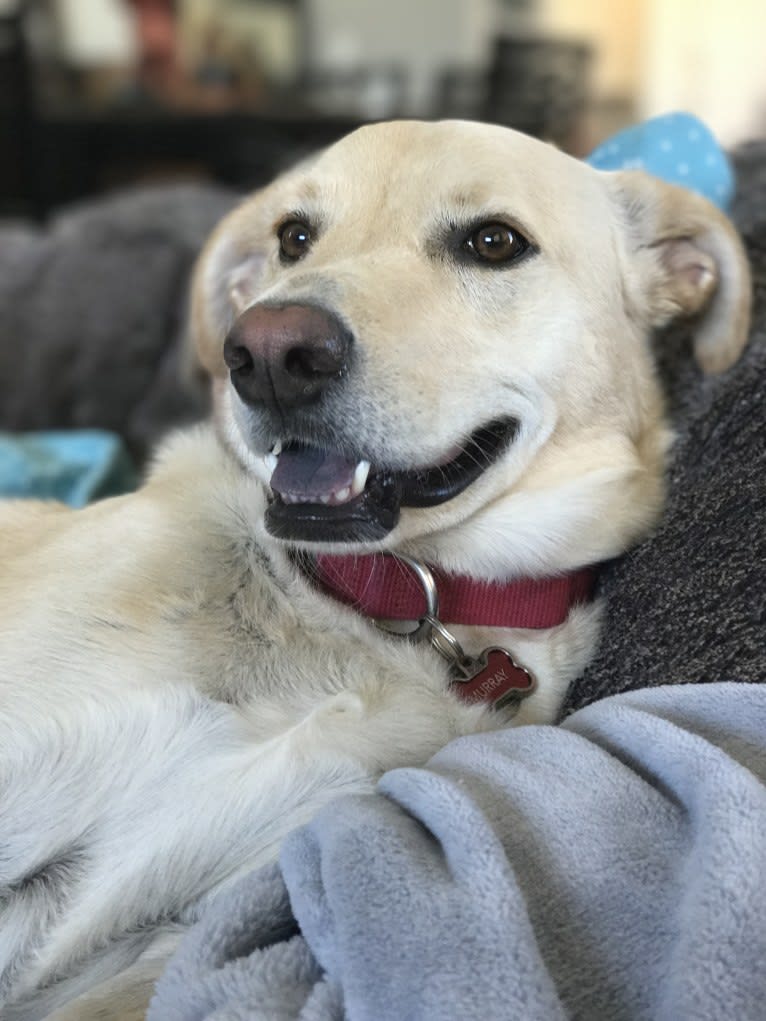Murray, an American Village Dog tested with EmbarkVet.com