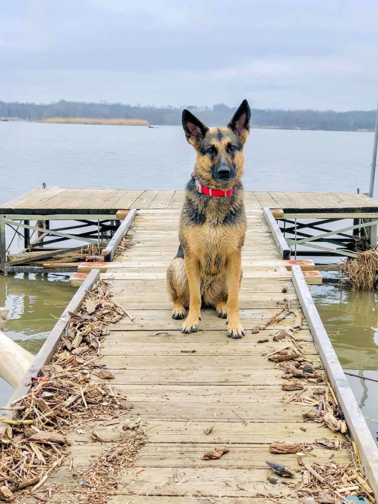 Ava Lynch, a German Shepherd Dog tested with EmbarkVet.com