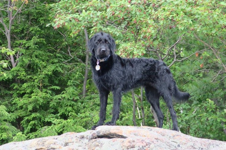 Bryson, a Labrador Retriever and Poodle (Standard) mix tested with EmbarkVet.com