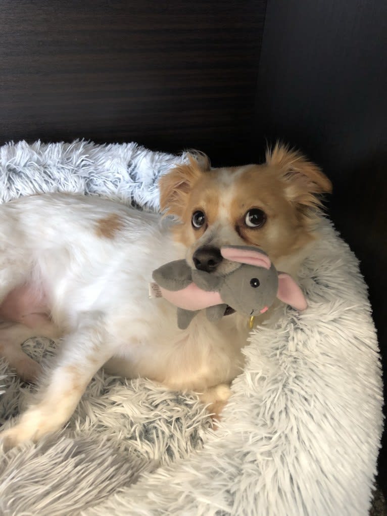 Pliny, a Chihuahua and Poodle (Small) mix tested with EmbarkVet.com