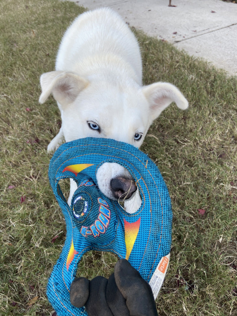 Dash, a Gerberian Shepsky (12.7% unresolved) tested with EmbarkVet.com